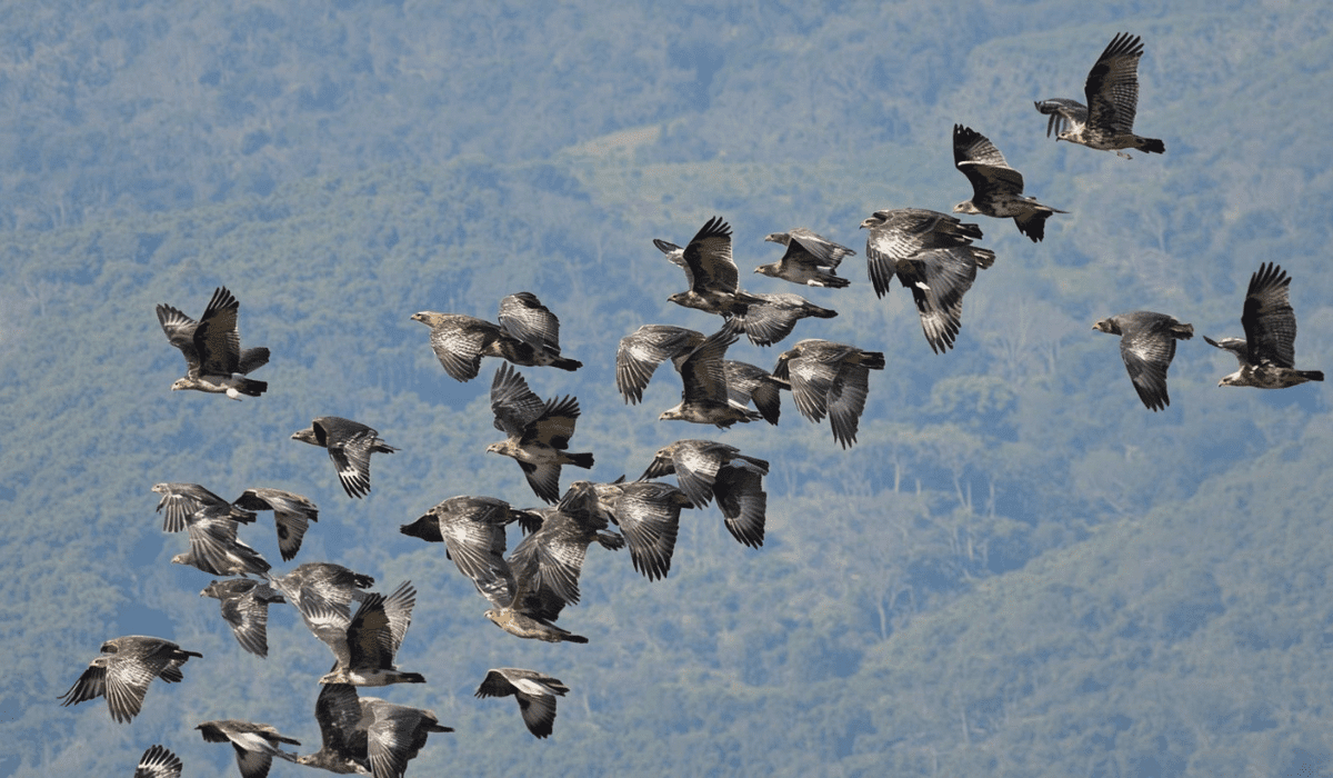Nature and Bird Tourism in El Salvador