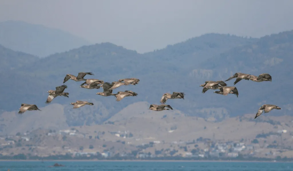 Nature and Bird Tourism in El Salvador 2