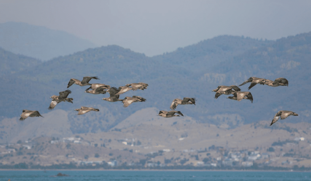 Turismo de Naturaleza y Aves en El Salvador 2